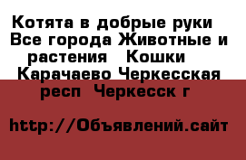 Котята в добрые руки - Все города Животные и растения » Кошки   . Карачаево-Черкесская респ.,Черкесск г.
